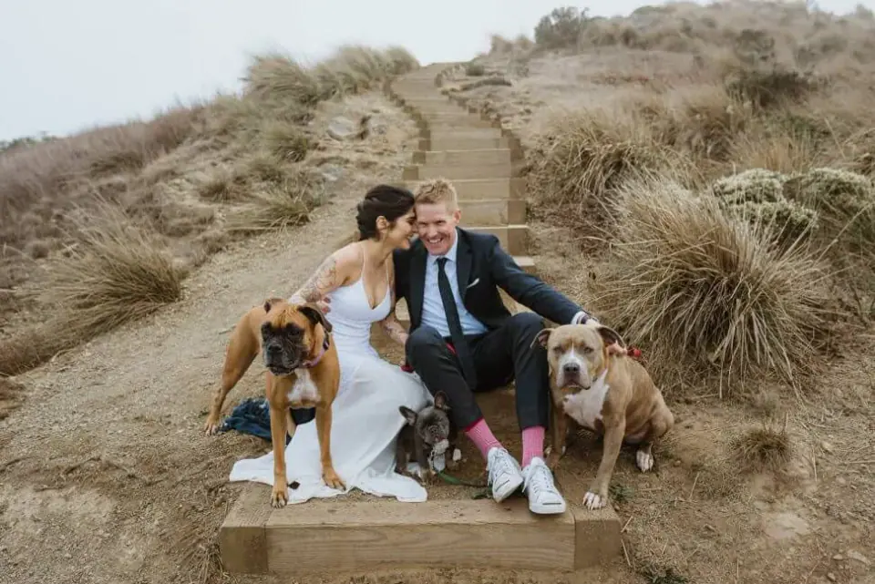 Newlyweds and their dogs playing in the dunes