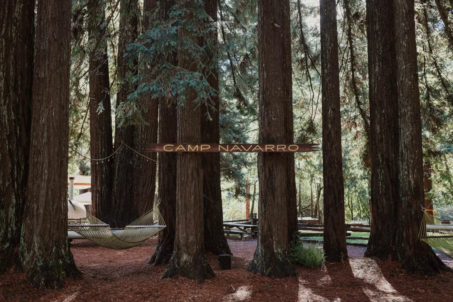 A wedding beneath the redwoods at Camp Navarro